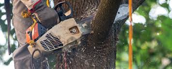 Best Pest Control for Lawns  in West Columbia, TX