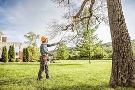 How Our Tree Care Process Works  in  West Columbia, TX