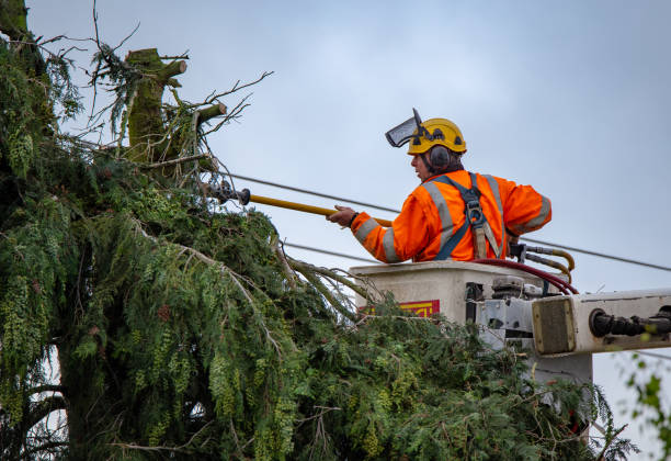 Reliable West Columbia, TX Tree Care Solutions