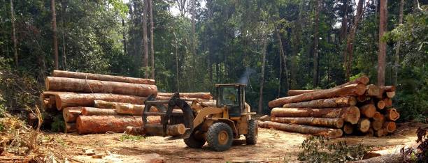 Best Commercial Tree Services  in West Columbia, TX