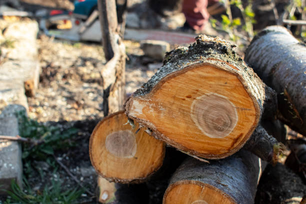 Best Tree Maintenance Programs  in West Columbia, TX