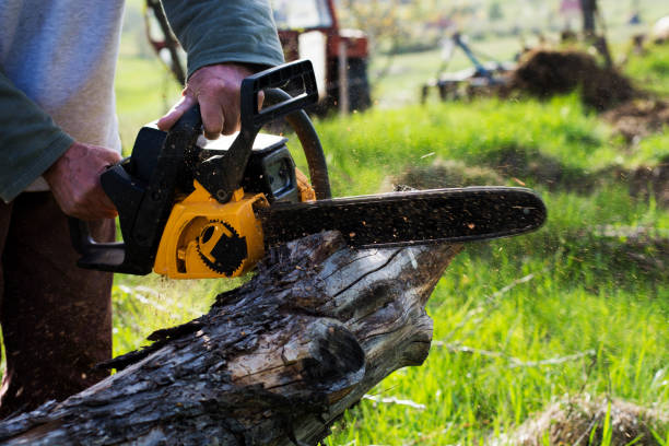  West Columbia, TX Tree Care Pros
