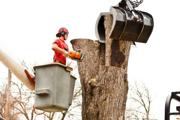 Best Fruit Tree Pruning  in West Columbia, TX